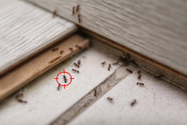 Best Pest Prevention Services  in Gilmer, TX