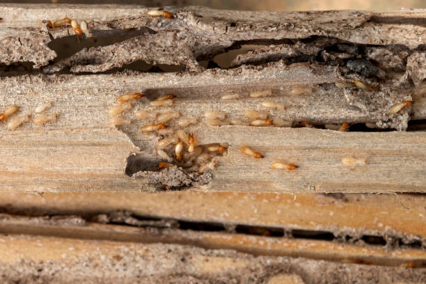 Best Best Pest Control Companies  in Gilmer, TX